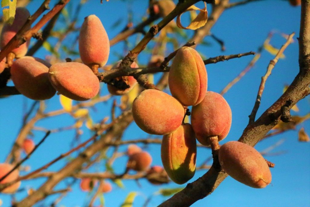 Almond fruit