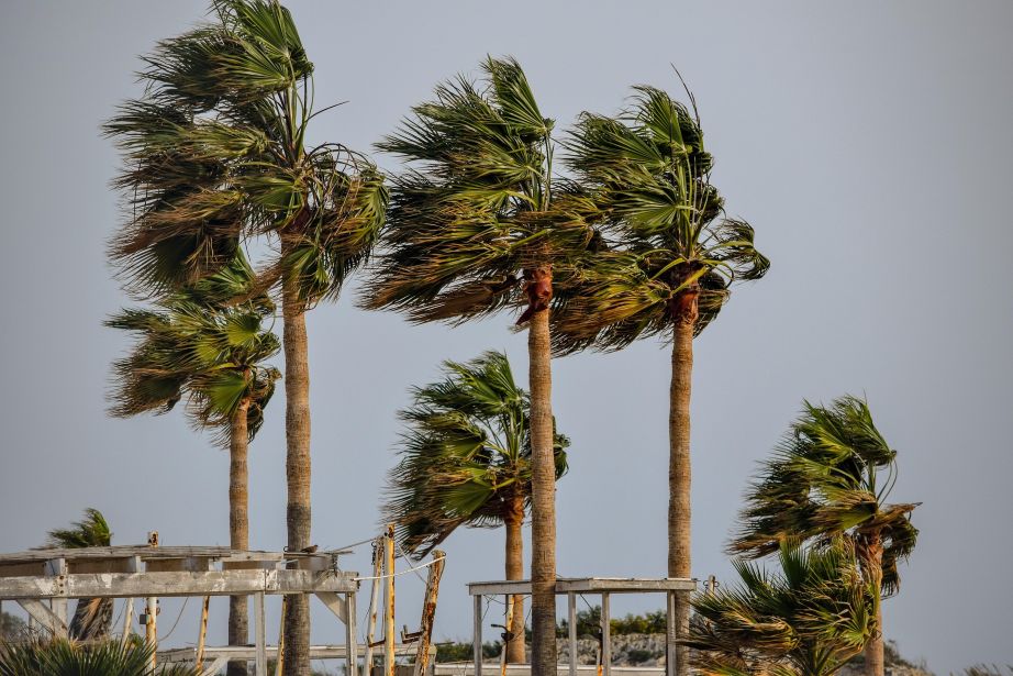 Palm Trees in Storm