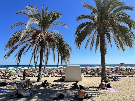 Palm Trees on the beach 