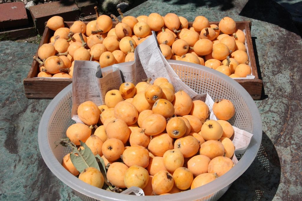 Nisperos (loquats)