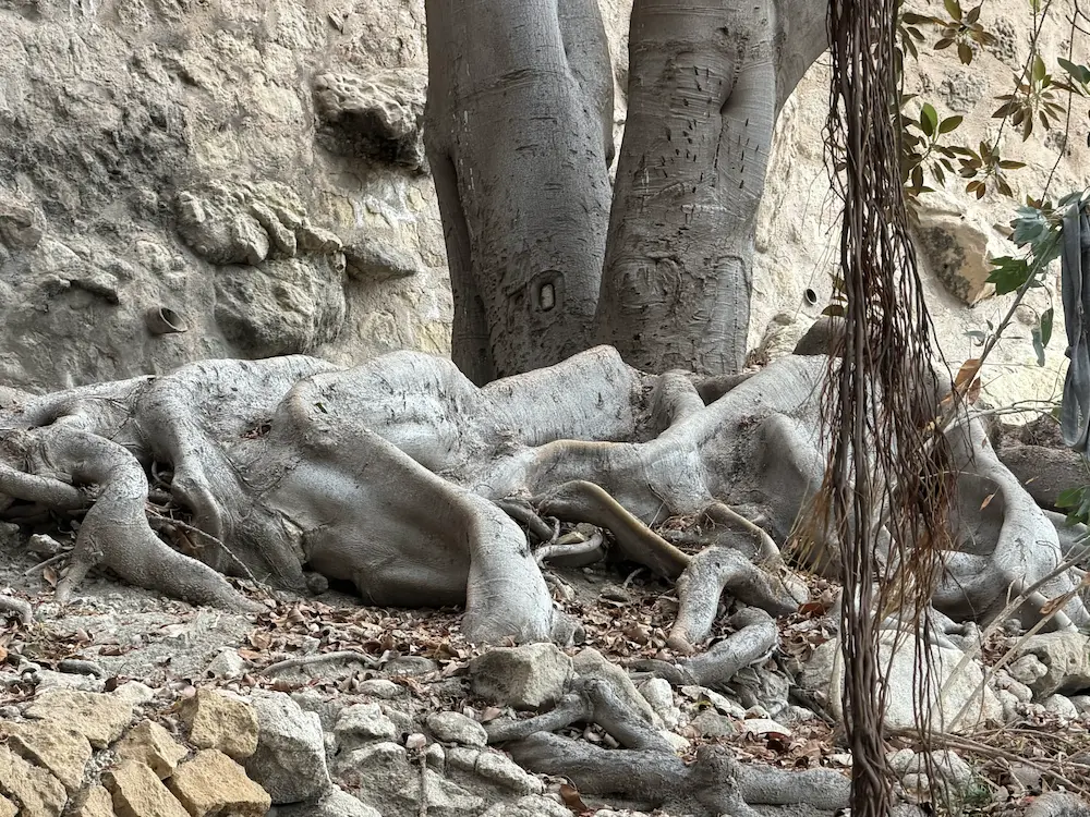 Reptile like roots from the Siccus trees